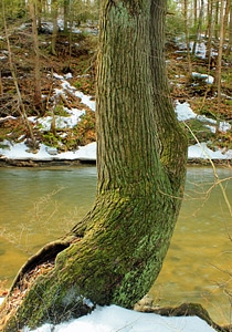 Bark branch climate