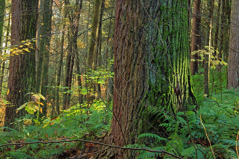 Bark branch climate
