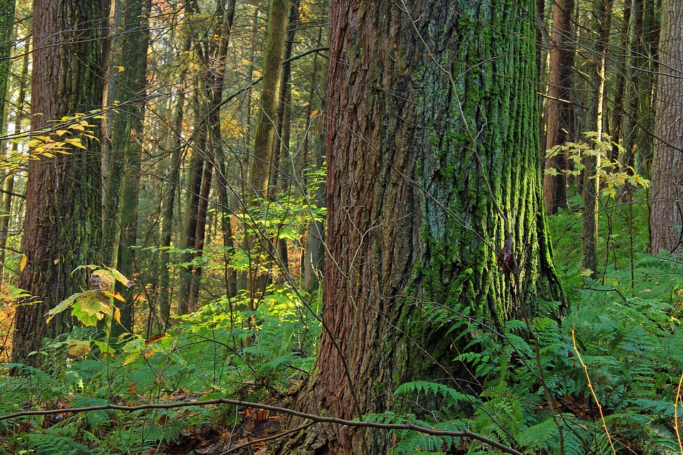 Bark branch climate photo