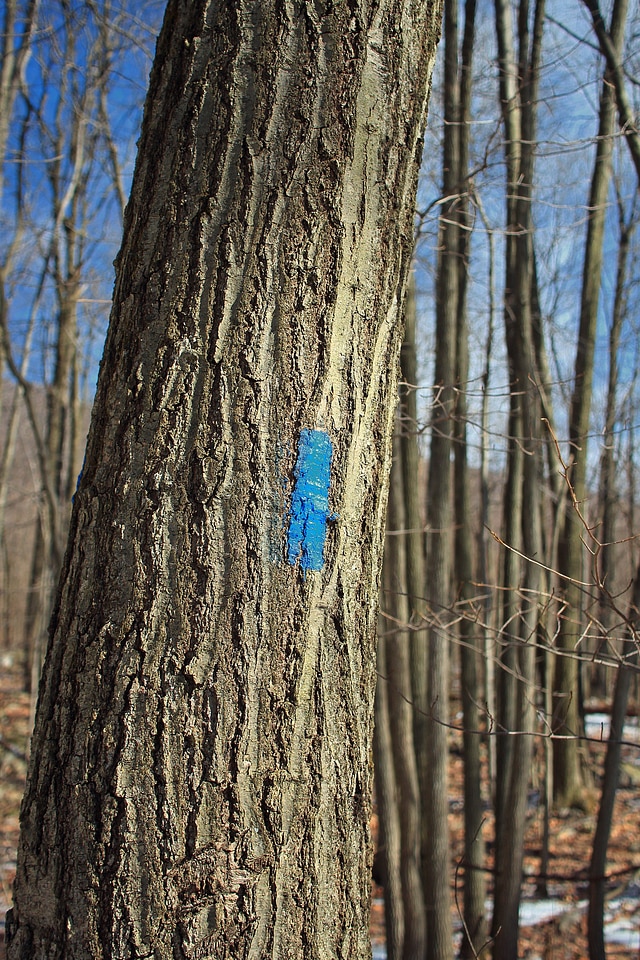 Bark branch climate