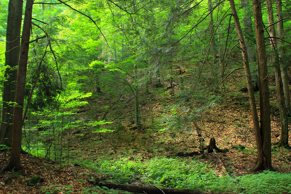 Bark branch climate