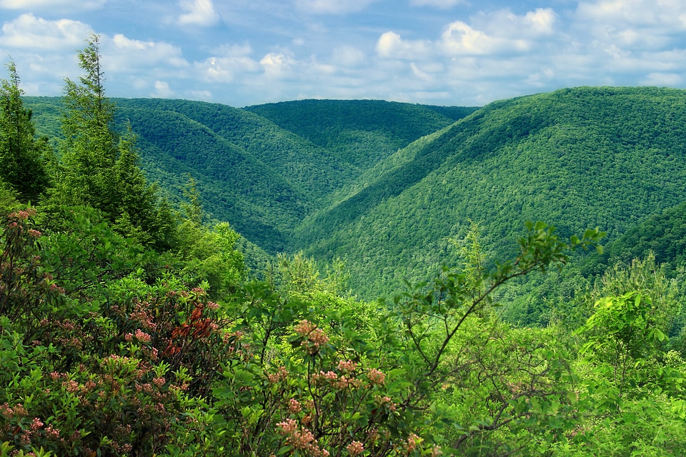 Bark branch climate