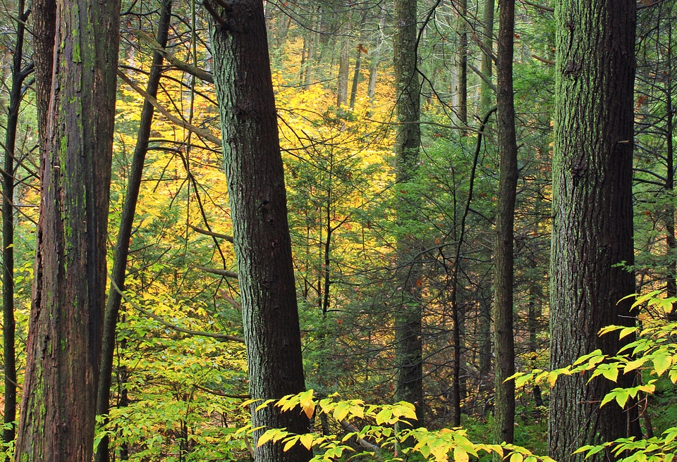 Autumn bark beech