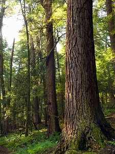 Bark branch climate