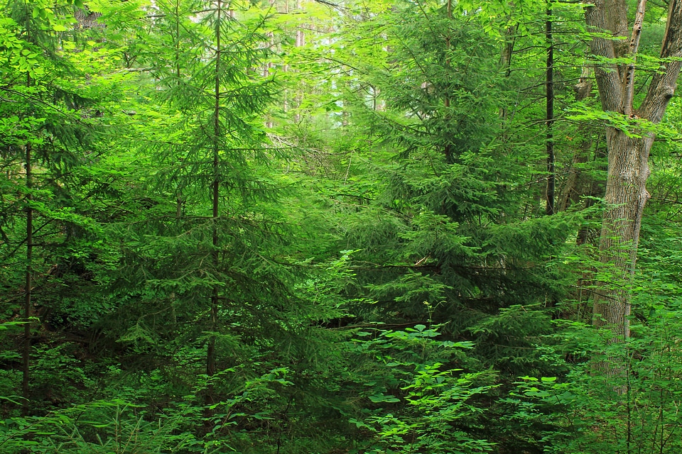Bark branch climate