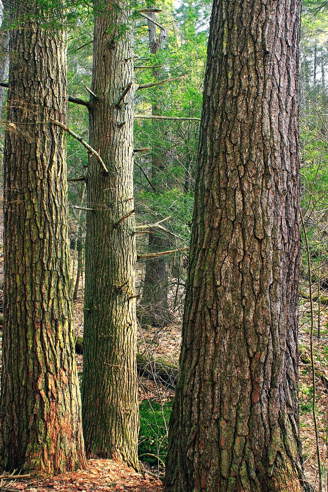 Bark branch climate