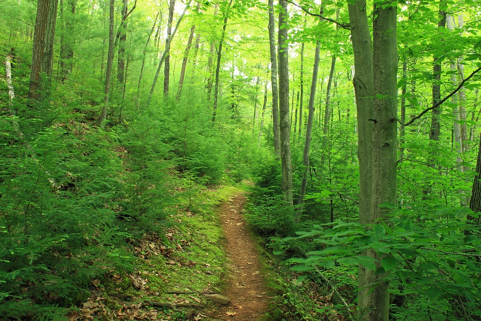 Bark branch climate
