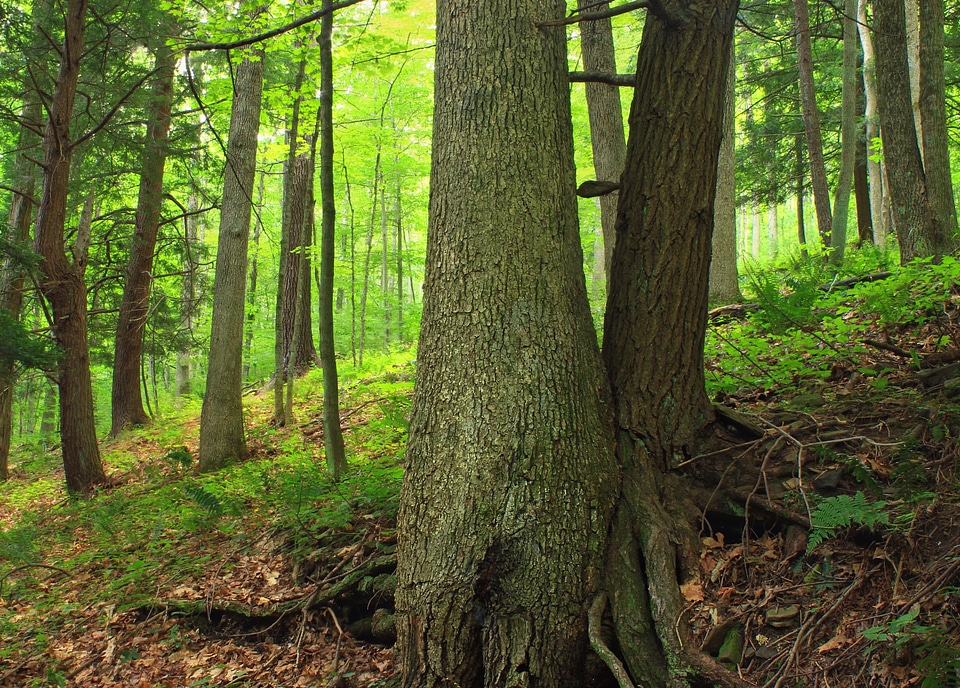 Bark branch dawn photo