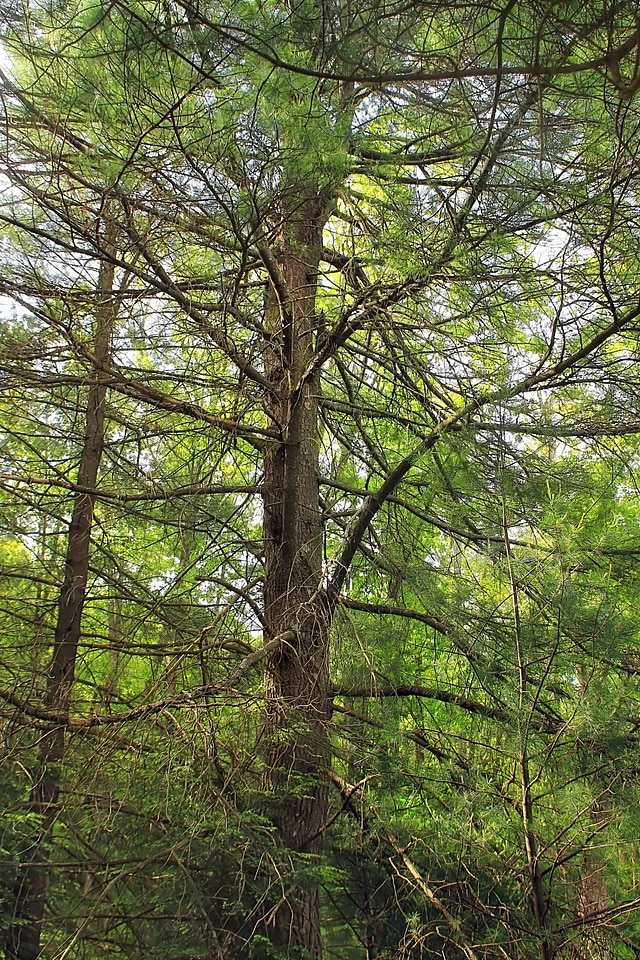 Bark branch climate