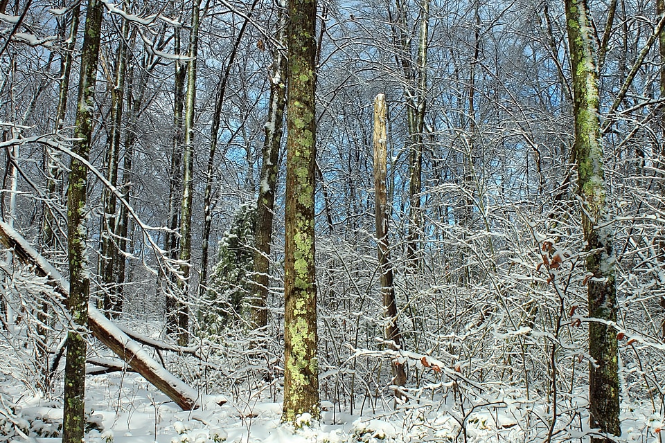 Bark branch climate