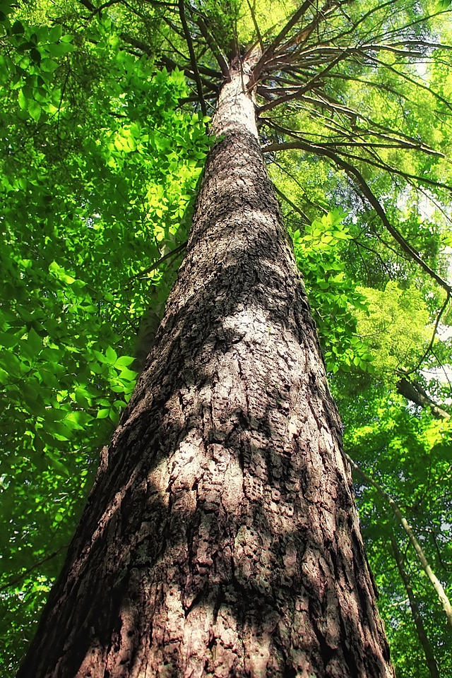 Bark branch climate photo