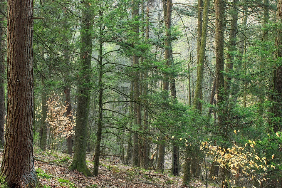 Bark branch climate
