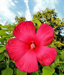 Red flowers nature photo