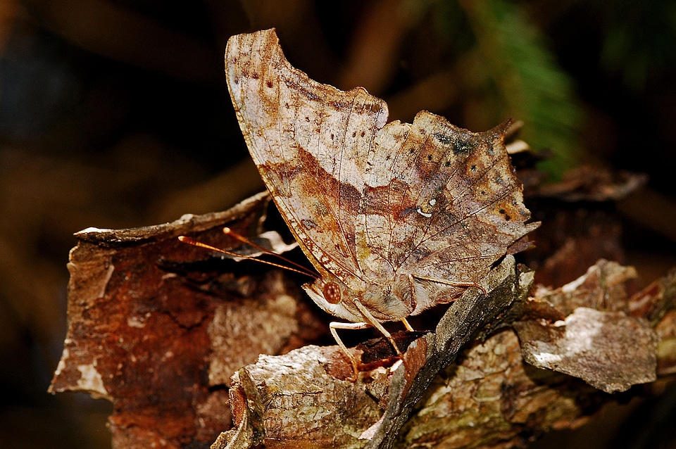 Nature macro arthropod