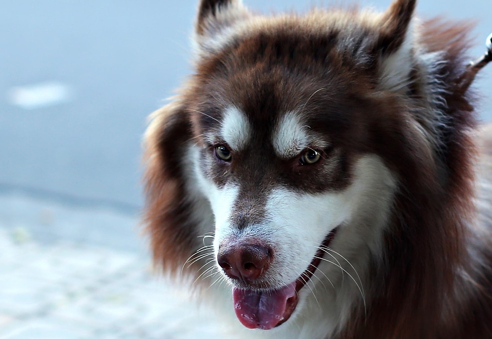 Animal beautiful photo canine