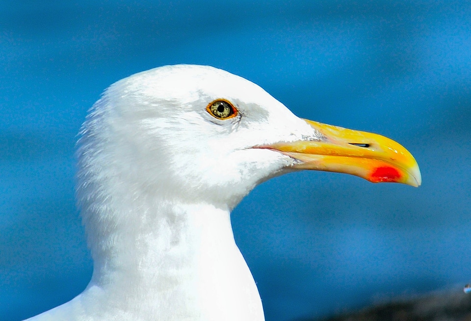 Bill nature animal
