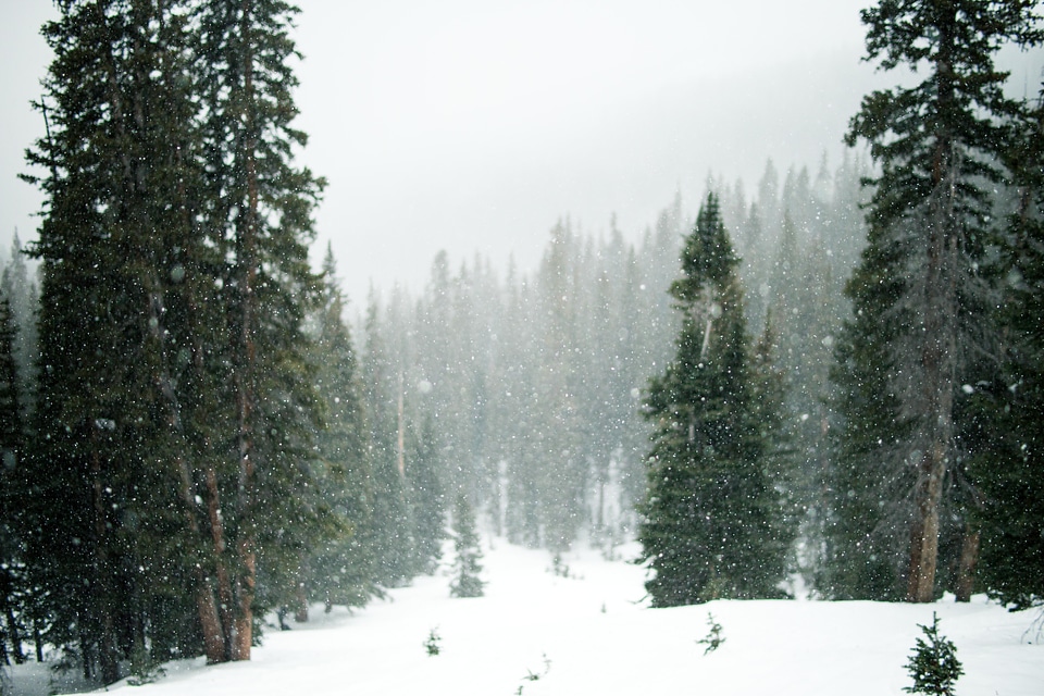 Branch cold conifer