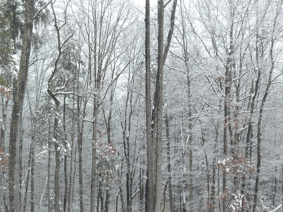 Branch cold environment