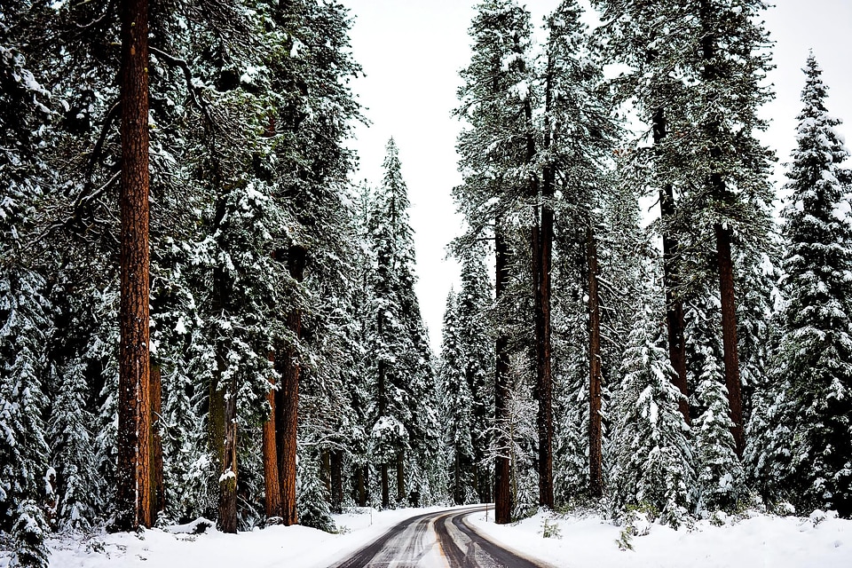 Cold conifer evergreen photo