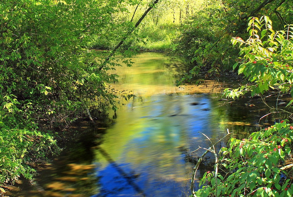 Environment forest lake