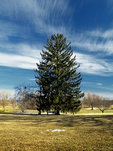 Cloud conifer countryside
