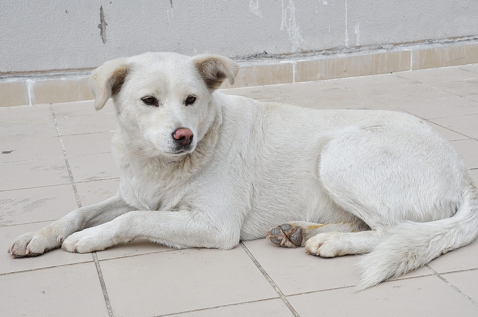 Animal canine carnivore