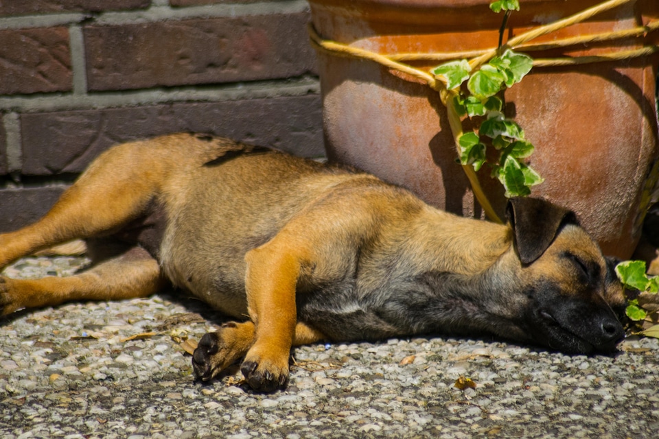 Animal backyard canine