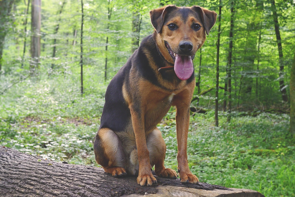 Animal canine carnivore