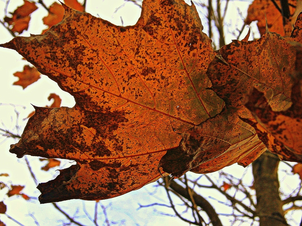 Red bright leaf