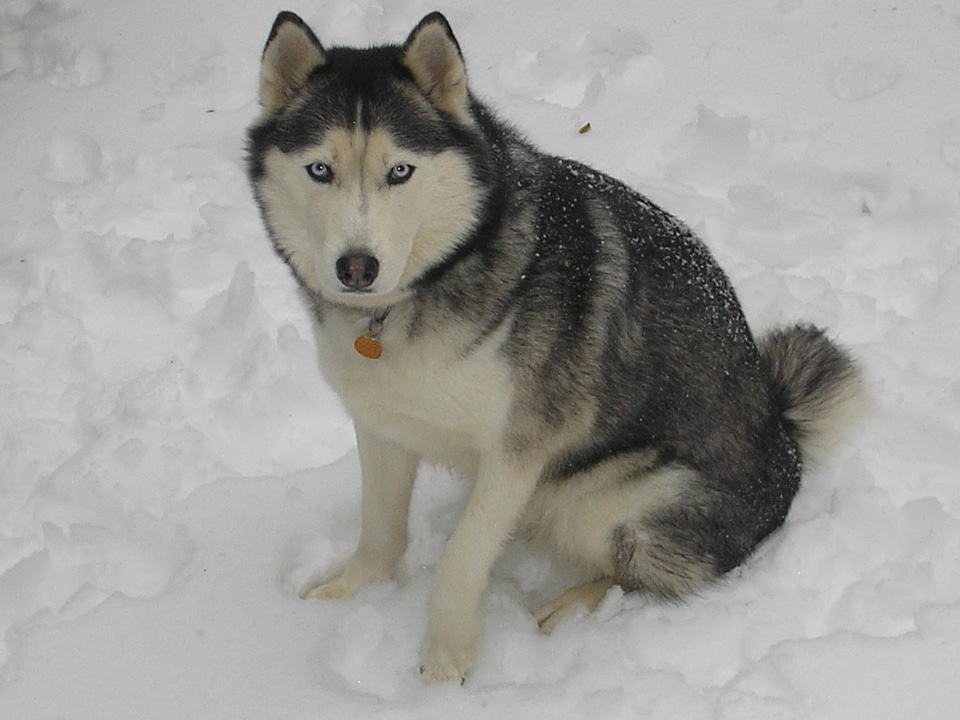 Animal canine carnivore