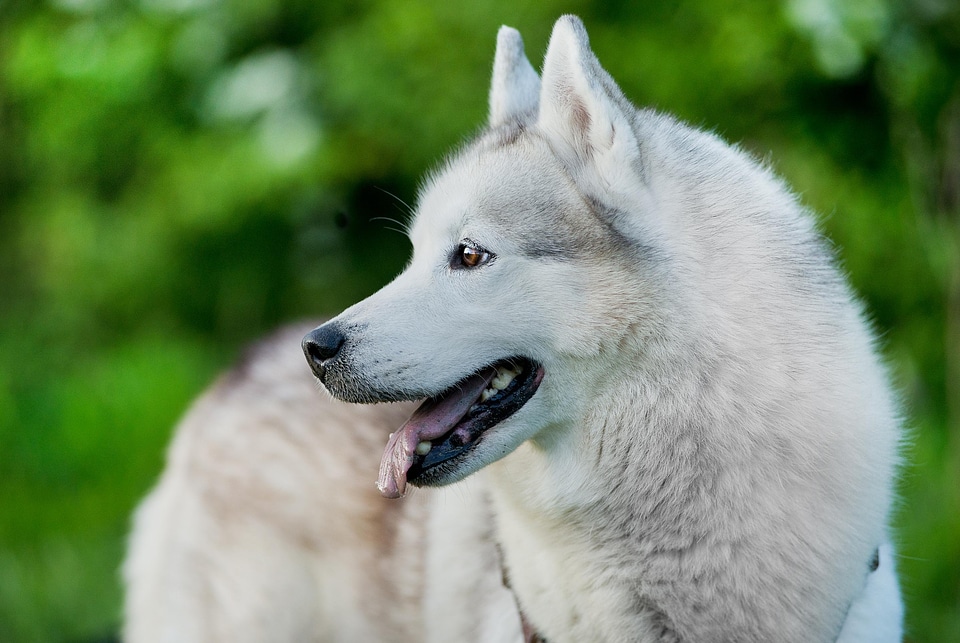 Animal beautiful photo canine