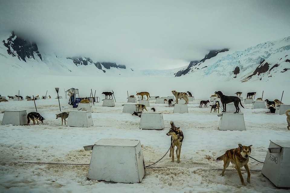 Animal canine cold