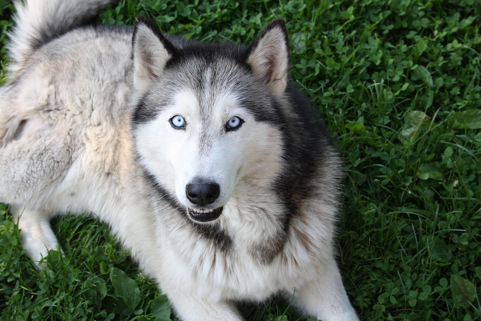 Animal beautiful photo canine