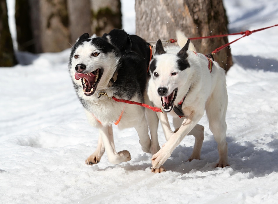 Animal canine carnivore photo