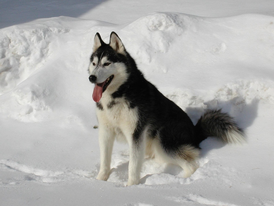 Animal canine carnivore photo