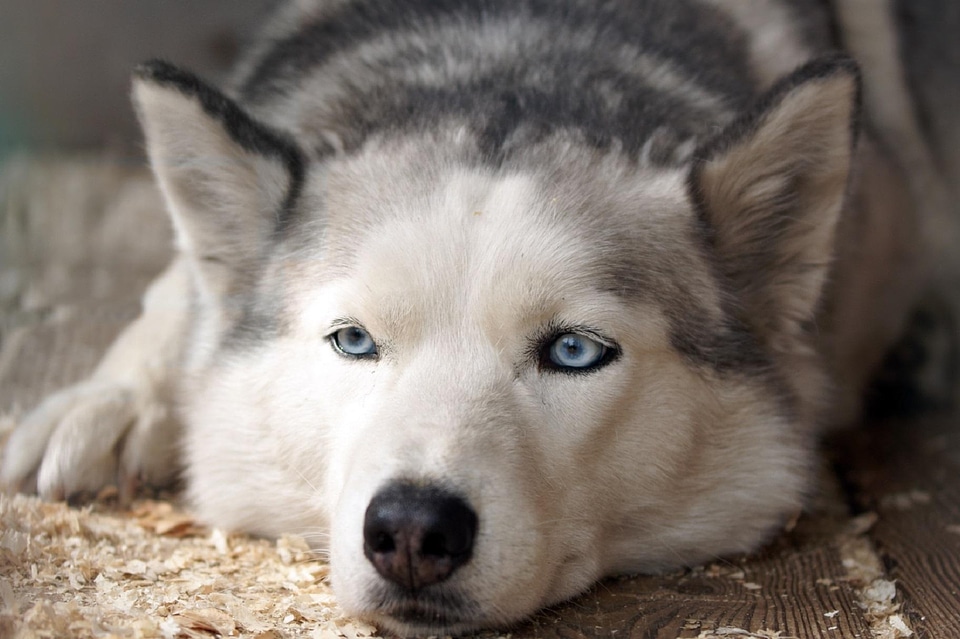 Animal beautiful photo canine