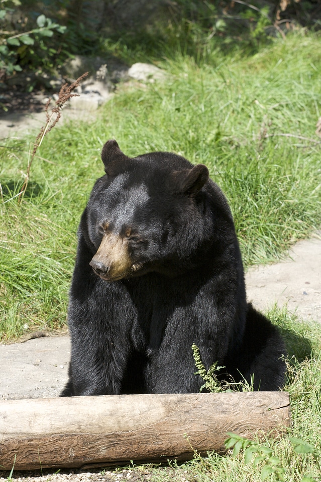Wildlife nature cute