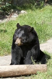 Wildlife nature cute