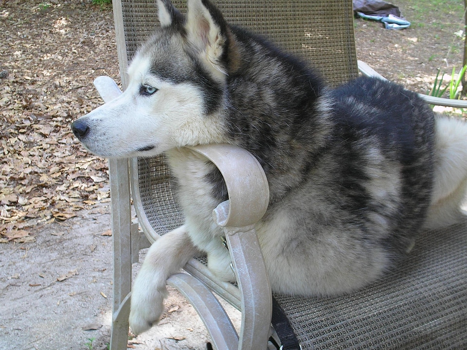 Animal canine carnivore