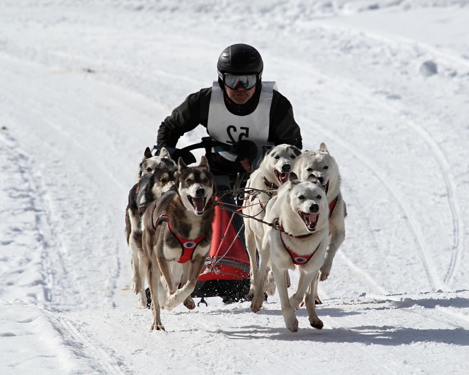 Active animal canine