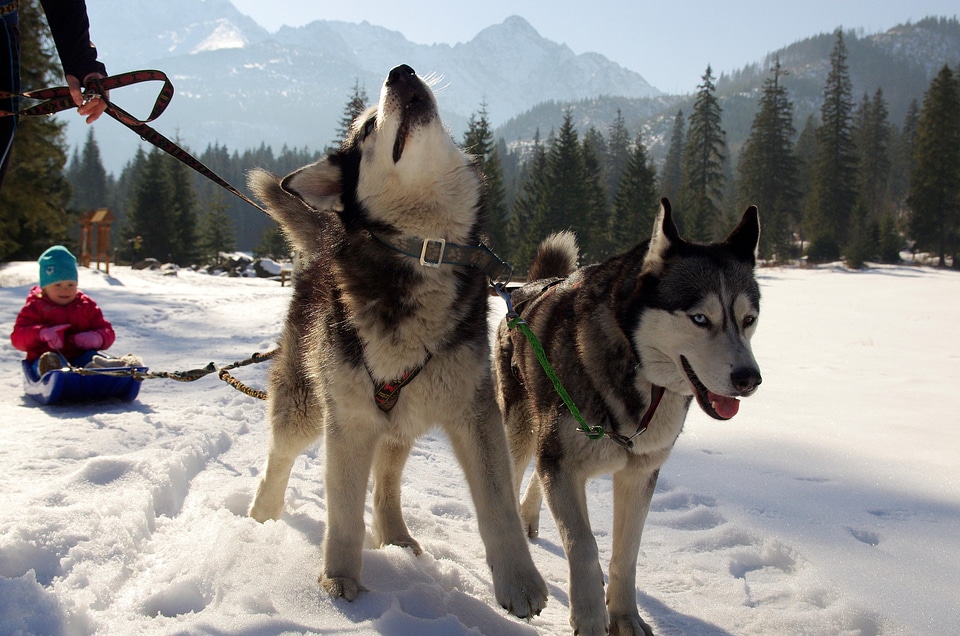 Animal canine carnivore photo