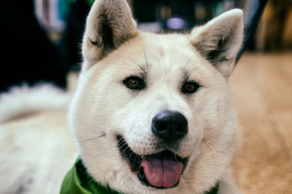 Animal beautiful photo canine