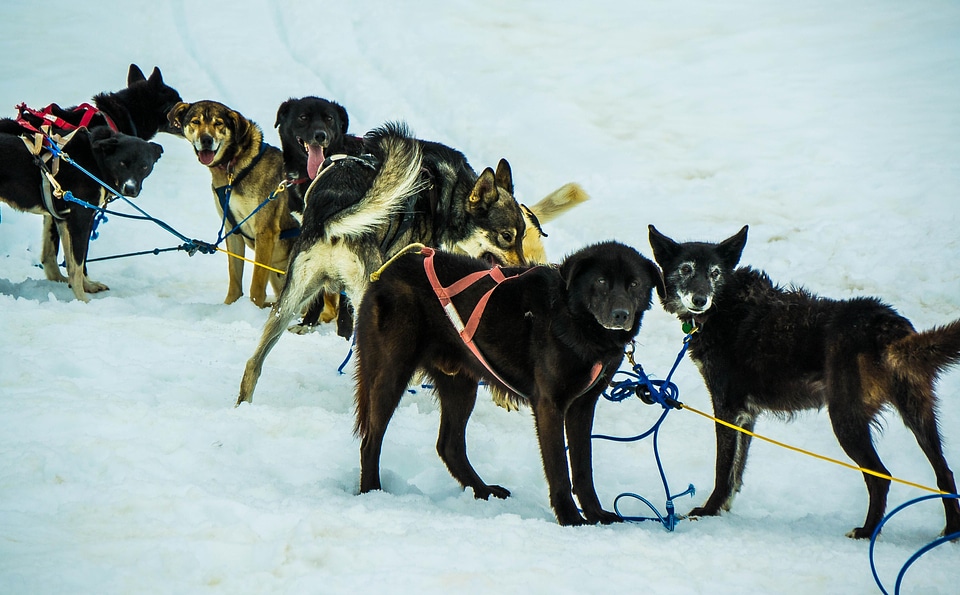 Animal canine competition