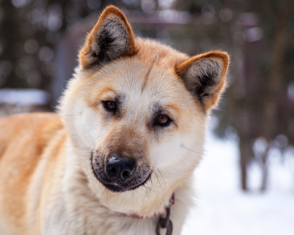 Animal canine carnivore