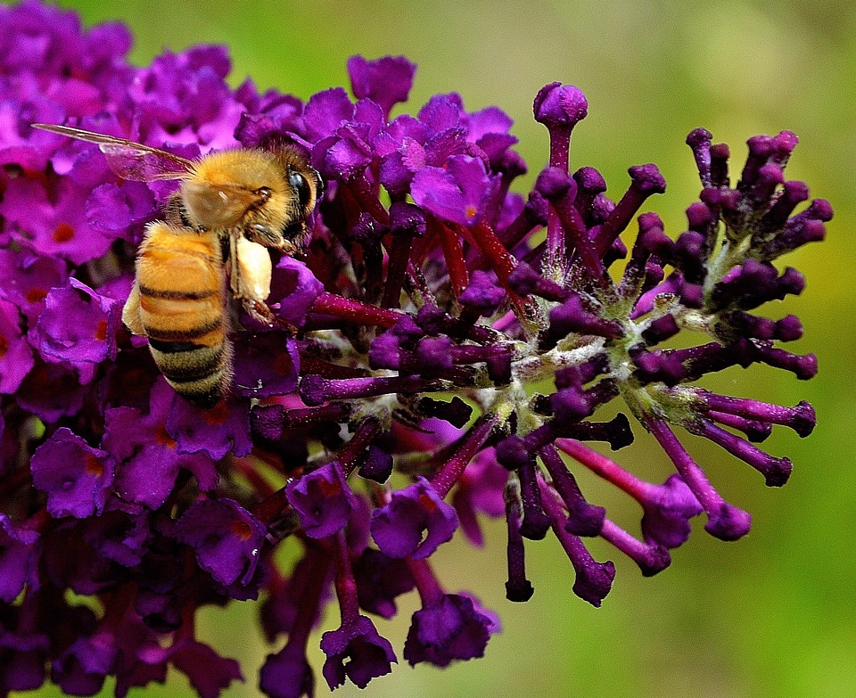 Pollen macro flower photo