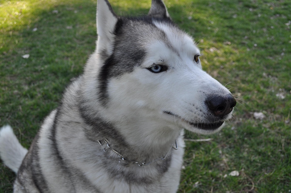 Animal canine carnivore