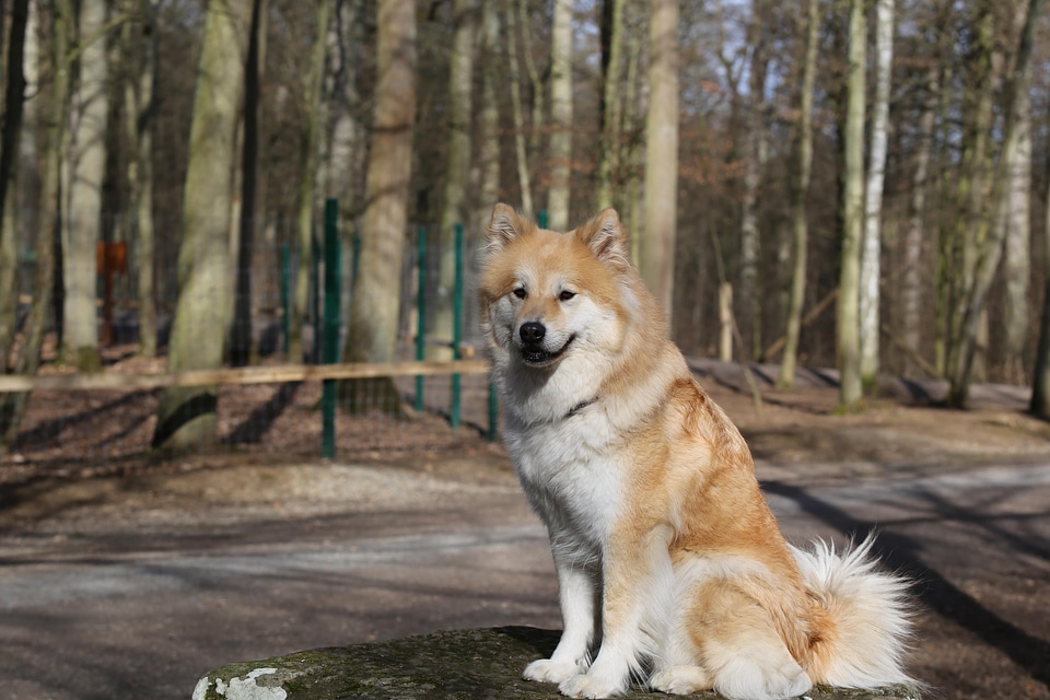 Animal canine carnivore