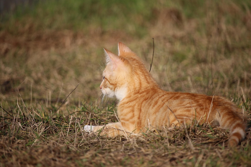 Animal cat claw