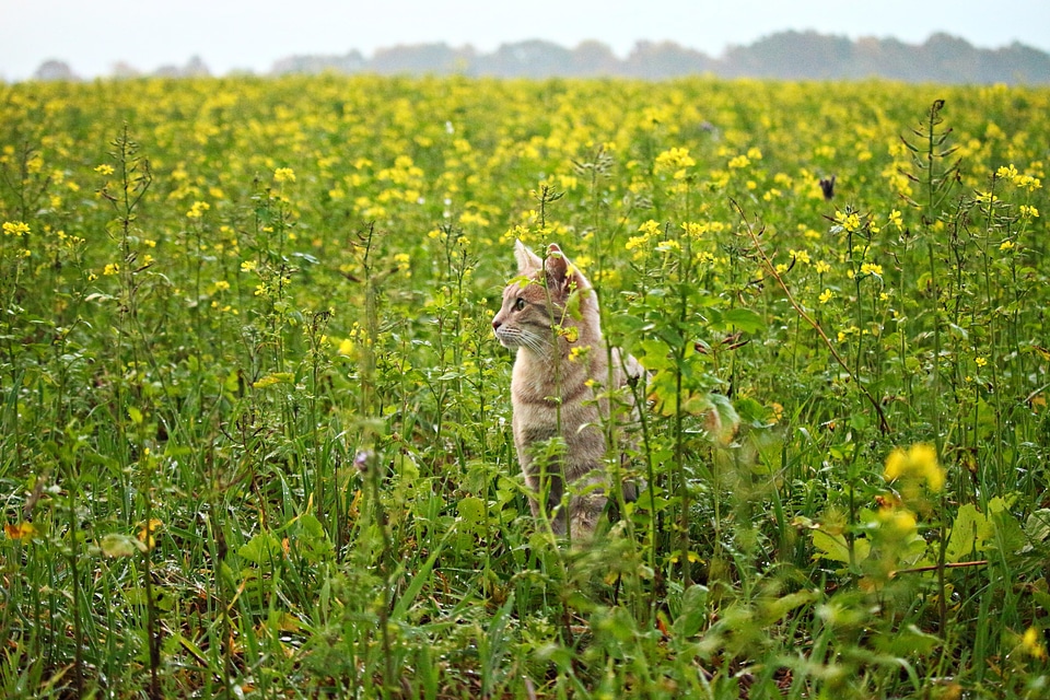 Agriculture animal cat