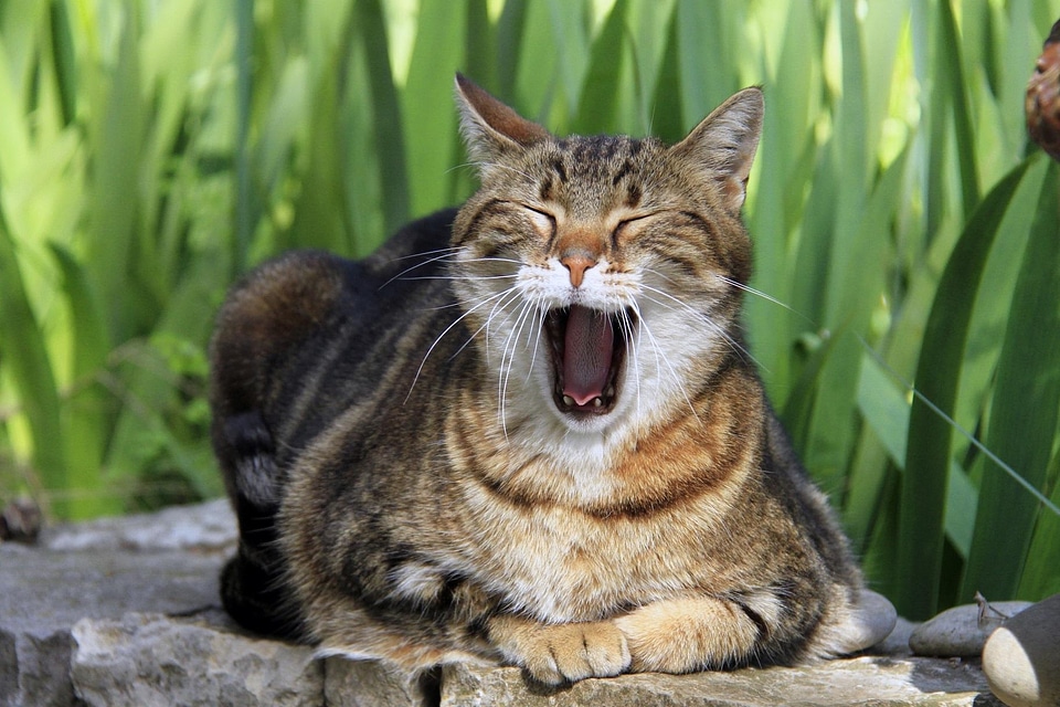 Animal cat claw